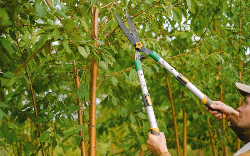 Tree trimming in Mountain Home, ID